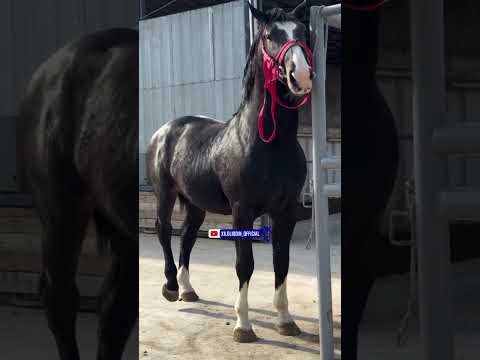 Видео: 12 ноября 2025 г.