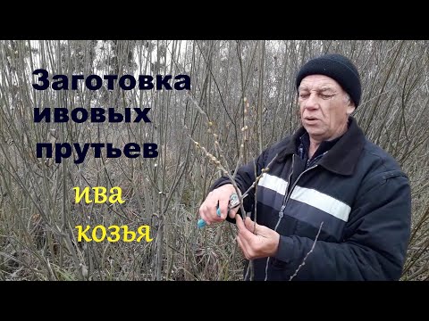 Видео: Заготовка ивовых прутьев Ива козья