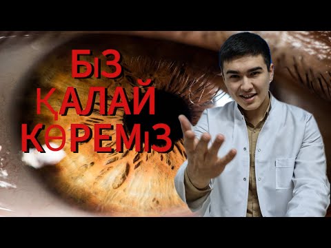 Видео: КӨРУ НЕРВІНІҢ ЖОЛЫ. КӨРУ АНАЛИЗАТОРЛАРЫ. ҚАЛАЙ КӨРЕМІЗ