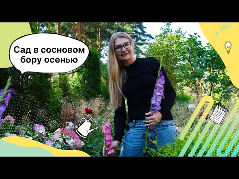 Видео: Сад в сосновом бору осенью 2023 года | Ландшафтный дизайн | Цветники | Лилейник | Гортензии