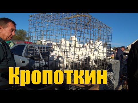 Видео: Птичий рынок. Кропоткин. Часть 3. [29.10.2023]