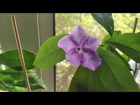 Видео: Брунфельсия Аустралис, Латифолия, Изола, Манака.