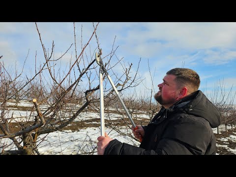 Видео: Техника обрезки сливовых деревьев