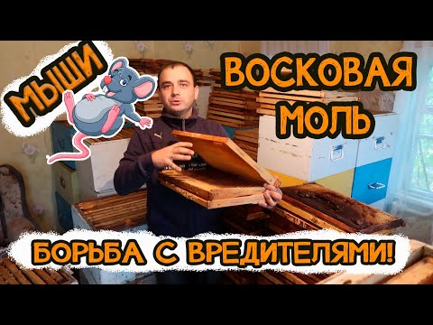 Видео: ➤ [КАК СОХРАНИТЬ СУШЬ?] | [ВОСКОВАЯ МОЛЬ] | [Миши] | Борьба с вредителями! ✅[Пчеловодство]