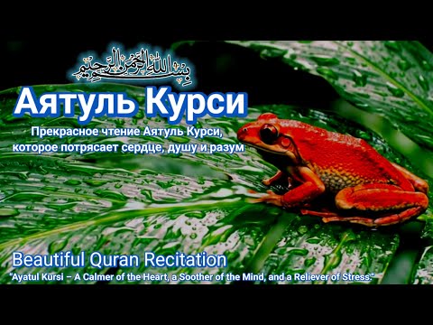 Видео: Прекрасное и мелодичное чтение Аятуль Курси, которое успокаивает сердце и умиротворяет разум.