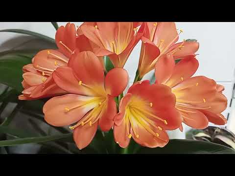 Видео: Сбор, подготовка и хранение пыльцы кливий, clivia