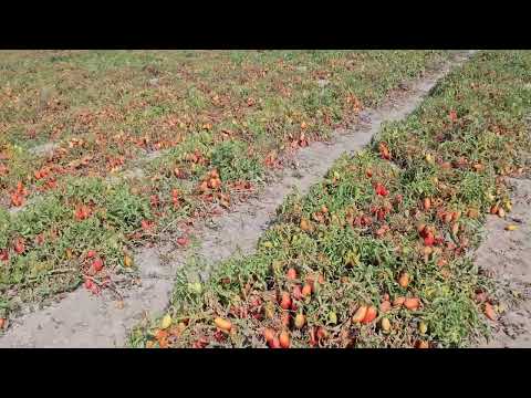 Видео: Вороны, Томаты, поле №1 Енисейские поля 10.09.2025