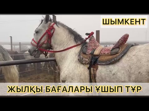 Видео: ЖЫЛҚЫ, БИЕ, ҚҰЛЫН БАҒАЛАРЫ. ШЫМКЕНТ МАЛ БАЗАРЫ 06.11.2024ж