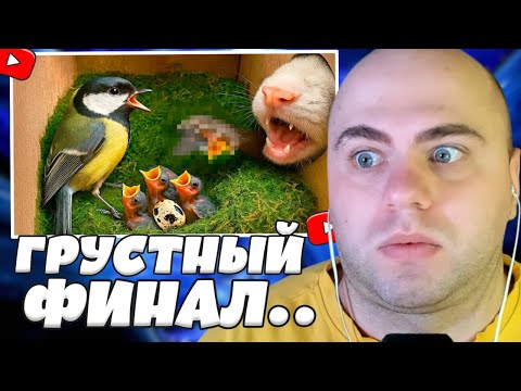 Видео: СКУФЕР СМОТРИТ: ГНЕЗДО С ПТЕНЦАМИ БЫЛО АТАКОВАНО