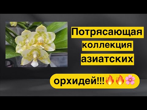 Видео: Орхидеи Ники @Yoll - коллекция, каких нет ни у кого!!! 🌸🦉🐈