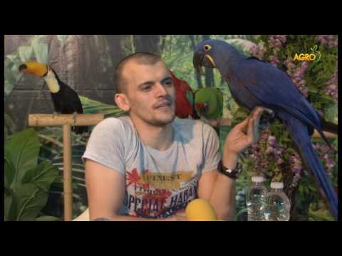 Видео: Как се става най-добрият дресьор на папагали?