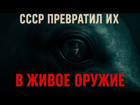 Видео: ТАЙНАЯ АРМИЯ СССР: Как дельфины становились оружием массового поражения.