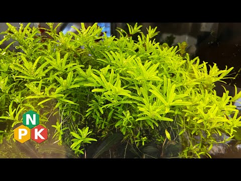 Видео: Samomes.com - делаем самодельный реминерализатор