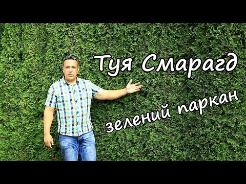 Видео: Зелений паркан з туї смарагд