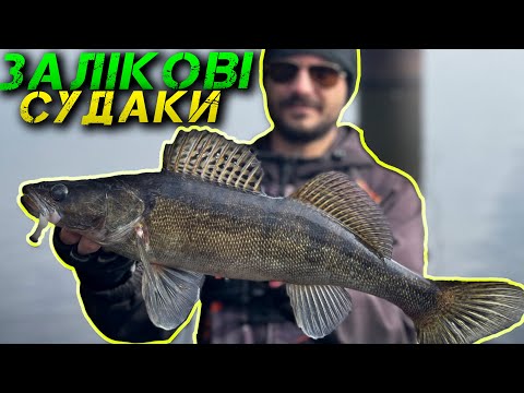 Видео: ⚠️Судаки Лупашать! Берегова Ловля Судака На Спінінг⚠️
