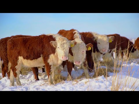 Видео: На Востоке Казахстана, в Шалабае наращивают генетику КРС ...