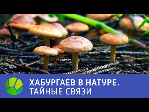 Видео: Тайные связи - Хабургаев в натуре | Живая Планета