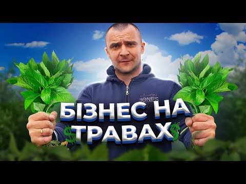 Видео: ЯК ВИРОЩУЮТЬ ЛІКАРСЬКІ ТРАВИ? БІЗНЕС НА МʼЯТІ ТА ЧЕБРЕЦІ