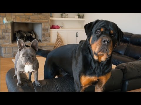 Видео: Эта крошечная собака бросила вызов гигантскому ротвейлеру и все изменила!