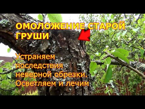 Видео: ОМОЛАЖИВАЮЩАЯ ОБРЕЗКА СТАРОЙ ГРУШИ. Устраняем последствия неверной обрезки. Шаг 1-й