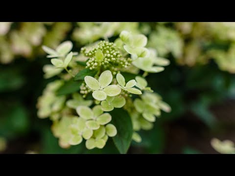 Видео: Гортензии. Устойчивые и красивые  сорта. Новинки и классика.