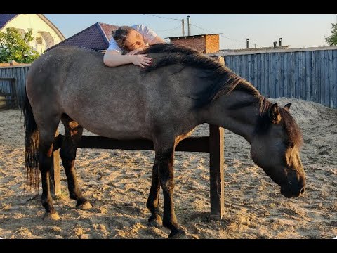 Видео: О вятской породе лошадей: Кутний Олеся