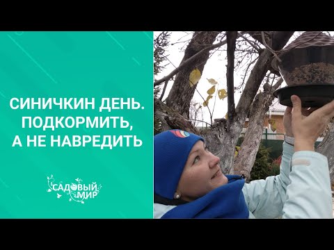 Видео: Птицы в саду зимой - одна только польза! Как привлечь синичек в сад и сделать простые кормушки