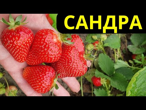 Видео: Обзор клубники Сандра, Брилла, Ания (Аня), а также другие сорта