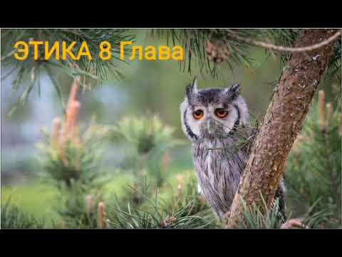 Видео: Этика: учебное пособие. 8 глава. Страдание и сострадание.