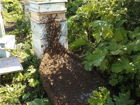 Видео: какие пчелиные матки лучше и почему - часть 1 - роевые матки