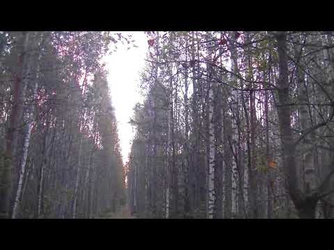 Видео: Охота на рябчика, секреты успеха.