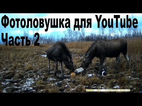 Видео: Фотоловушка для YouTube Часть 2