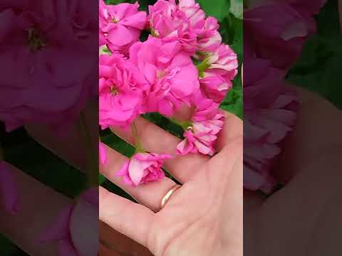 Видео: 11 червня 2025 р.