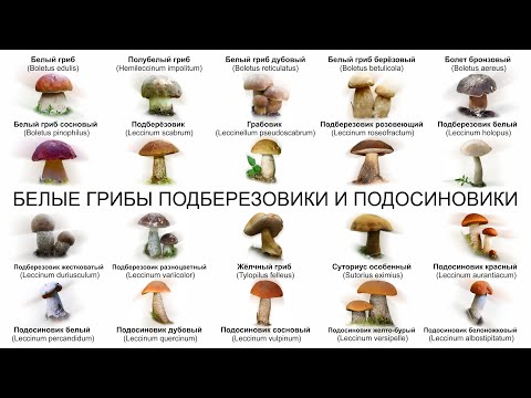Видео: БЕЛЫЕ ГРИБЫ ПОДБЕРЕЗОВИКИ И ПОДОСИНОВИКИ