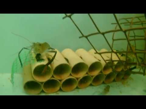Видео: Гигантская креветка, бизнес, деловой подход, партнерство.