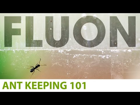 Видео: Не дайте муравьям сбежать! Используйте средство от насекомых Insect-A-Slip (Fluon®) | Борьба с му...