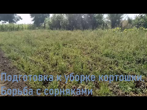 Видео: Подготовка к уборке картошки, боремся с сорняками