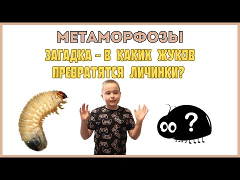 Видео: МЕТАМОРФОЗЫ | В каких жуков превратятся личинки?