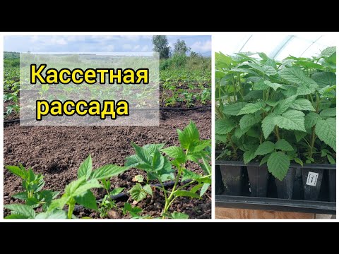 Видео: Высаживаем кассетную рассаду малины в открытый грунт