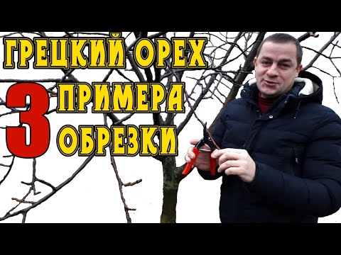 Видео: Как обрезать грецкий орех? Три дерева, разных возрастов. Формировка ореха.