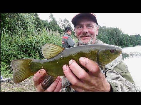 Видео: Линь клюёт средь бела дня. Поплавочная удочка на домашнем водоёме.