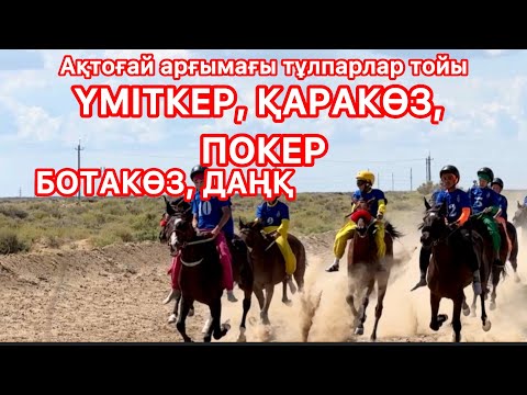 Видео: Қүланнан жүйік құнандар бәсекесі