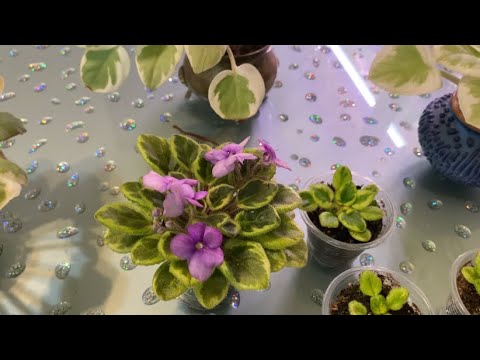 Видео: Размножение химеры стеблевым черенком. Эксперимент. Результат. Фиалки