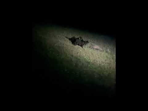Видео: Охота с лайками на барсука
