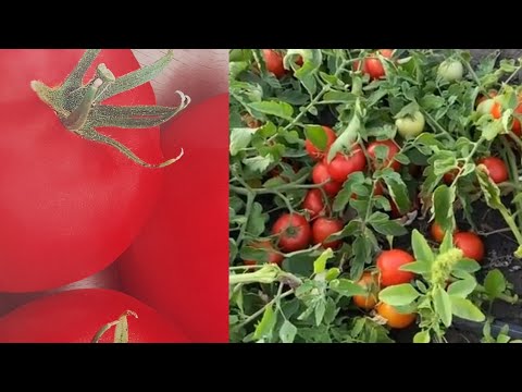 Видео: НЕ ПАСИНКУЙТЕ‼️ помідори. Універсальні сорти ранніх  томатів! 🍅🍅🍅