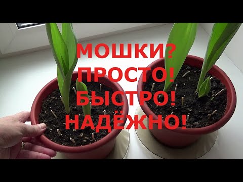 Видео: Бабушкино средство: как легко избавиться от мошек в цветах