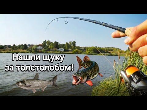 Видео: Ловля щуки летом. Нашли щуку за толстолобиком