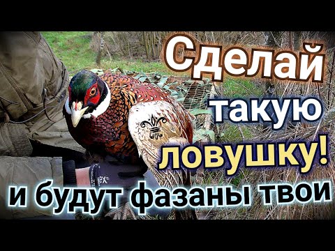 Видео: Это легко! Поймал фазана в ловушку Заяц ушёл из ловушки
