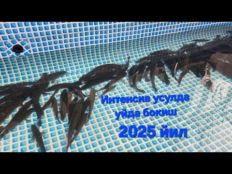 Видео: Илонбалк бокиш  озукаси йемиши 2025й