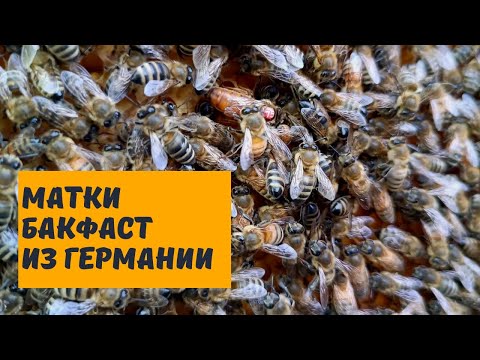 Видео: Чистопородные матки Бакфаст из Германии от Питера Шпикера
